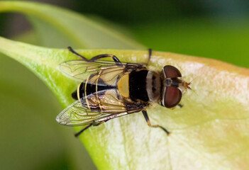 Mosca