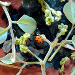 ladybird on a leaf: Ladybug: A red ladybug is on a green leaf of tree, Natural scene, background texture.In Pakistan