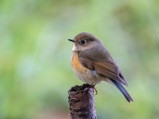 森の中で枯れ木に留まっているルリビタキ