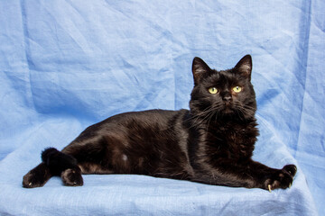Cute black cat on blue background, closeup portrait