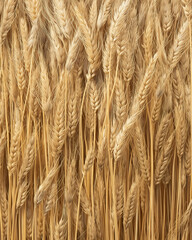 Wheat background