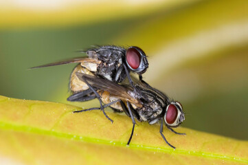mosca trepa
