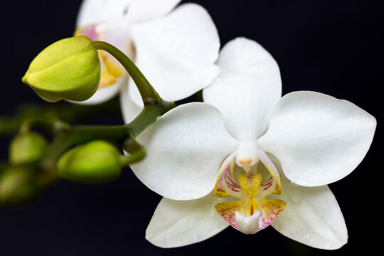 orquidea