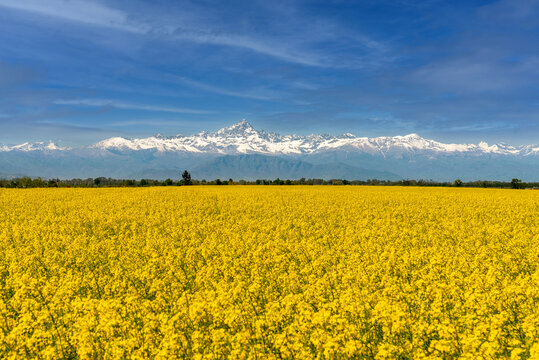 Yellow flowering rapeseed field with background Mount Monviso under blue sky, picturesque landscape of the Po Valley overlooking the Cottian Alps in the province of Cuneo, Piedmont, Italy
