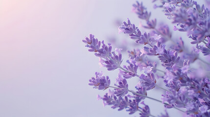 Lavender flowers on pastel background Copy space Top view flat lay : Generative AI