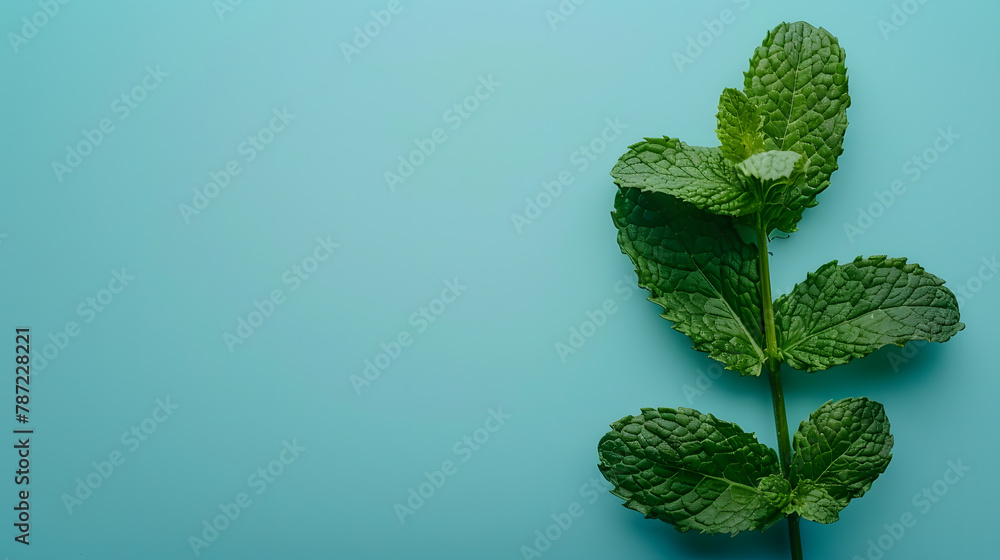 Poster mint leaf fresh mint on colored background mint leaves isolated top view with copy space : generativ