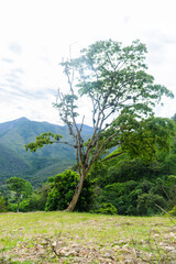 Arboles y naturaleza