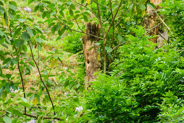 Arboles y naturaleza