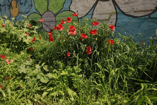 Group of poppies in the meadow, in the background painted wall with large colorful flowers.