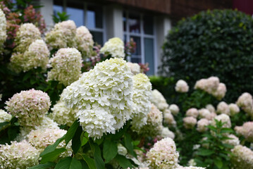 Obraz premium Summer private garden with blooming hydrangea Annabelle. Lush lawn edge, beautiful path. Landscape design