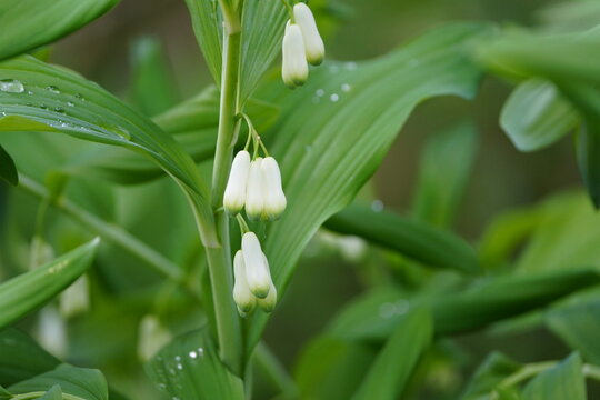 Polygonatum biflorum (smooth Solomon's-seal, great Solomon's-seal) is an herbaceous flowering plant native to eastern and central North America. Hanover, Germany.