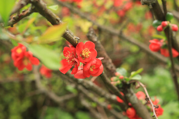 Chaenomeles japonica. Red flowers on a bush branch close-up. Chaenomeles flowering in spring. Flowers with selective focus, nature, detail. Red-pink flower on a branch with green leaves