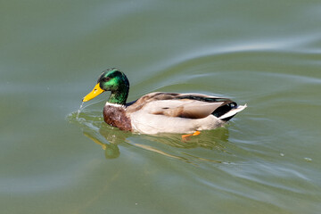 Obraz premium Photo of a beautiful wild duck relaxing by the lake.