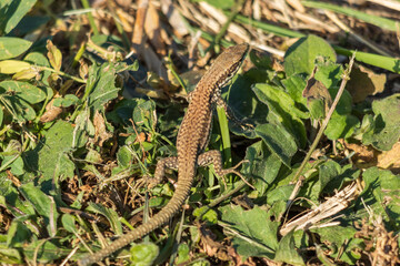 Close-up photo of a lizard