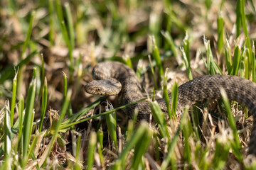 Photo of a snake in the grass
