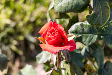 Macro photo of a red rose