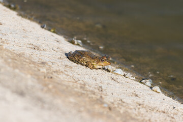 Close-up photo of a frog relaxing by the lake