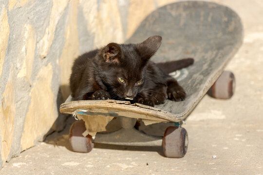 Closeup photo of a baby cat relaxing on a skateboard