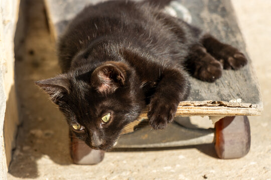 Closeup photo of a baby cat relaxing on a skateboard 