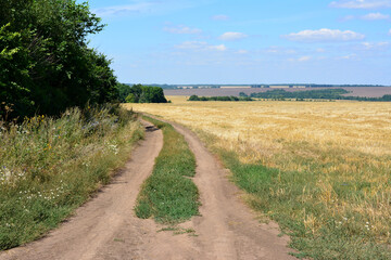 a dirt road is leading to a field with a forest and blue sky