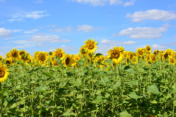 Obraz premium a field of sunflowers with a blue sky and clouds in the background 