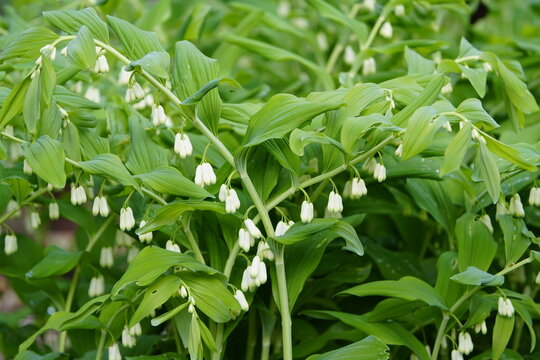 Polygonatum biflorum (smooth Solomon's-seal, great Solomon's-seal) is an herbaceous flowering plant native to eastern and central North America. Hanover, Germany.