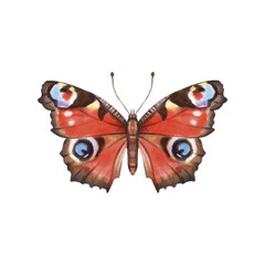 Watercolor colorful butterflies, isolated on white background. blue, yellow, pink and red butterfly 