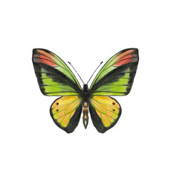 Watercolor colorful butterflies, isolated on white background. blue, yellow, pink and red butterfly 