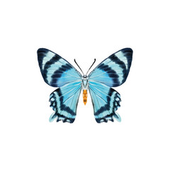 Watercolor colorful butterflies, isolated on white background. blue, yellow, pink and red butterfly 