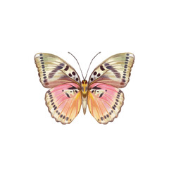 Watercolor colorful butterflies, isolated on white background. blue, yellow, pink and red butterfly 