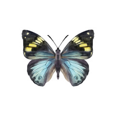 Watercolor colorful butterflies, isolated on white background. blue, yellow, pink and red butterfly 