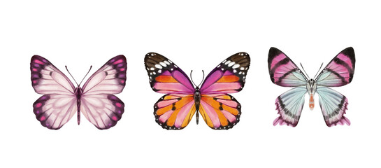 Watercolor colorful butterflies, isolated on white background. blue, yellow, pink and red butterfly 