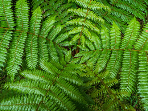 Close-up of green ferns growing in Fiordland National Park