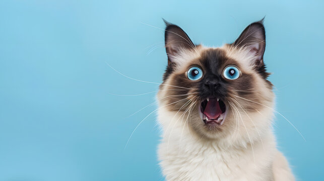 funny playful birman cat with blue eyes looking shocked portrait on blue background with mouth open and copy space : Generative AI