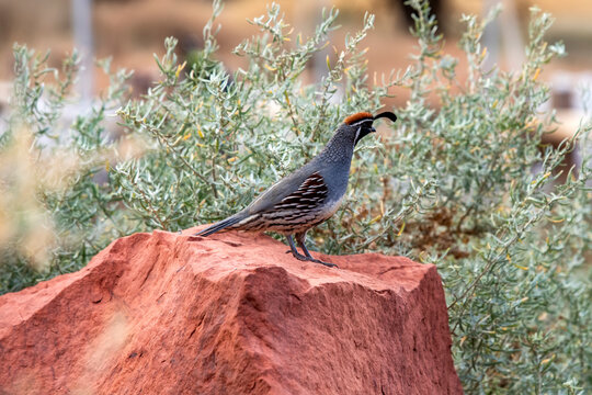 Fototapeta Gambels Quail perching on red rock in Zion National Park