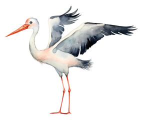 Obraz premium PNG Stor stork animal bird. 