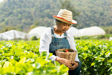 Happy Asian woman senior farmer working on organic strawberry farm and harvest picking strawberries. Farm organic fresh harvested strawberry and Agriculture industry.