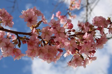 close up of  a twig of Rose plum tree with rose blossoms in March in Japan