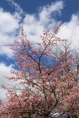 Rose plum blossoms in March in Japan