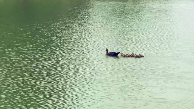 M&atilde;e pata seguida por seus filhotes na lagoa, maternidade de animais silvestres.