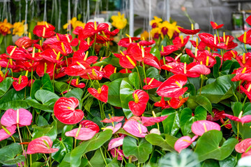 Red and pink anthuriums on a garden market counter