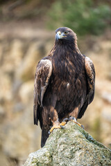 The Rock Eagle (Aquila chrysaetos) is one of the largest terrestrial eagles in the Northern Hemisphere and, immediately after the Sea Eagle, the largest predator living in the Czech Republic