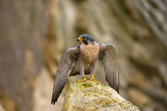 The Migratory Falcon (Falco peregrinus) is a cosmopolitan (worldwide) widespread falcon bird.
