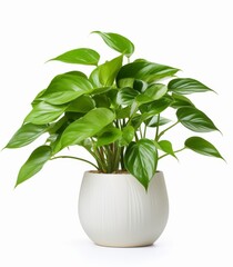 A vibrant green potted plant sits gracefully in a sleek white vase