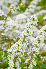 ユキヤナギの白い花