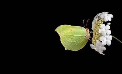 bright yellow butterfly on a white flower. butterfly on viburnum flowers isolated on black. brimstones butterfly. copy space - 787245243