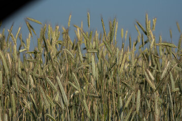 Close-up of Golden Ripening Wheat Ears in Sunlight