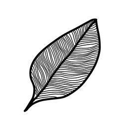 Czarny liść na przezroczystym tle, rysunek 