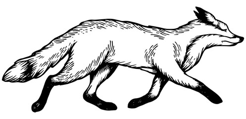 Running fox animal engraving PNG illustration. Scratch board style imitation. Black and white hand drawn image.