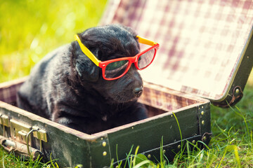 Funny Labrador puppy in sunglasses. The puppy lies outside in a suitcase on the grass in the summer garden